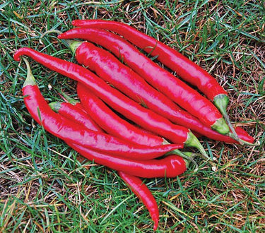 Cayenne Large Red Thick Hot Pepper Seeds